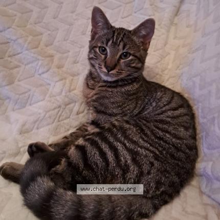 Photo 1/1 Noé Chat lost in Pontivy