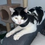 Picture of cat lost at Toulouse