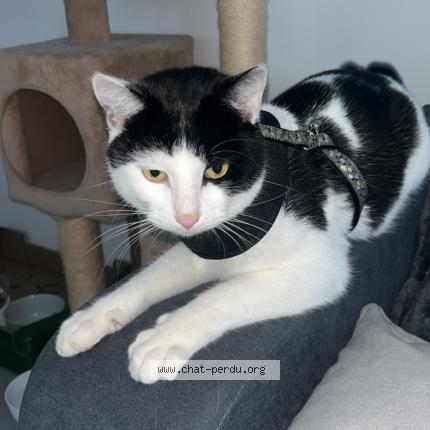 Photo 1/1 Diego Chat lost in Toulouse