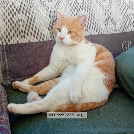 Photo 1/1 Caramel Chat lost in Aigues vives