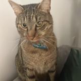 Picture of cat lost at Forbach