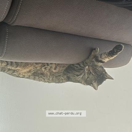 Photo 1/1 Naya Chat lost in St hilaire de riez