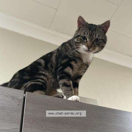 Photo 1/1 Mimi Chat lost in Soumagne