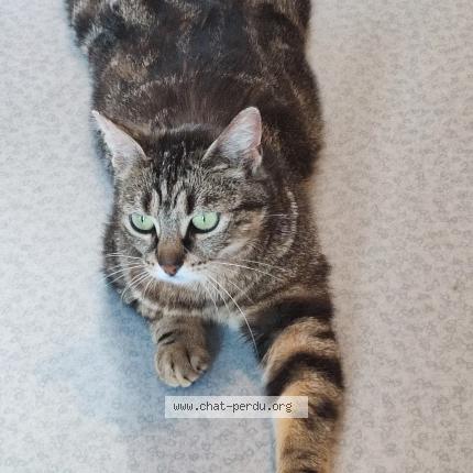 Photo 1/1 Nayat Chat lost in Juzenncourt