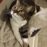 Picture of cat lost at Ossonville