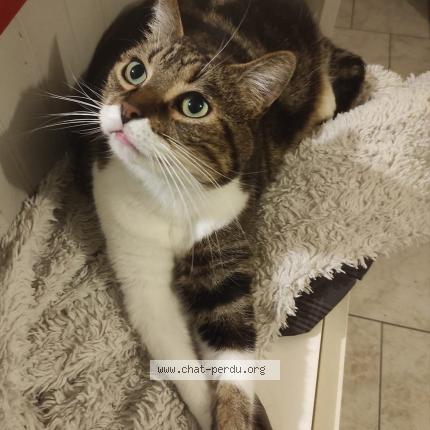 Photo 1/1 Ninja Chat lost in Ossonville