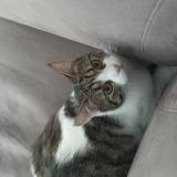 Picture of cat lost at St Loubes