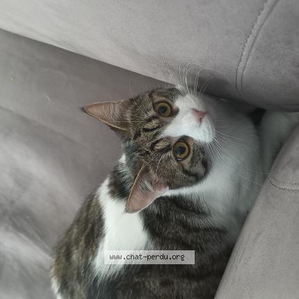 Photo 1/1 Ulysse Chat lost in St loubes