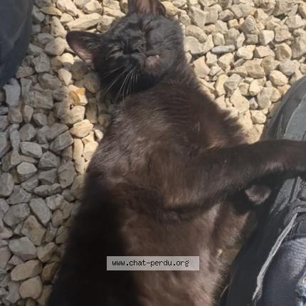 Photo 1/1 Pepito Chat lost in Saint chef