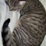 Picture of cat lost at Neuf Marche