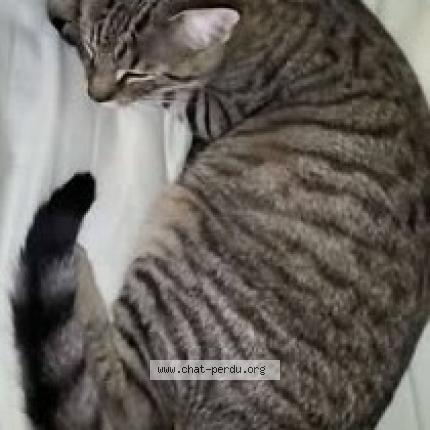 Photo 1/1 Vénus Chat lost in Neuf marche