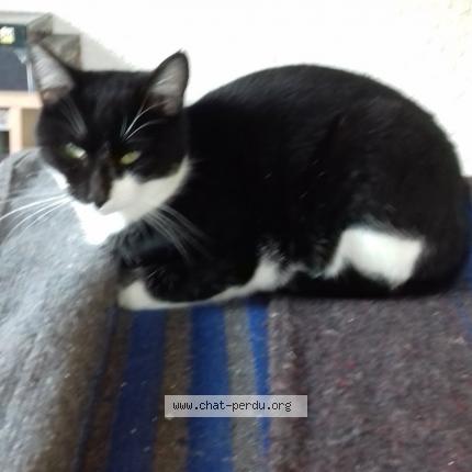 Photo 1/1 Scotti Chat lost in Alix