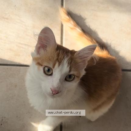 Photo 1/1 Praline Chat lost in Mably