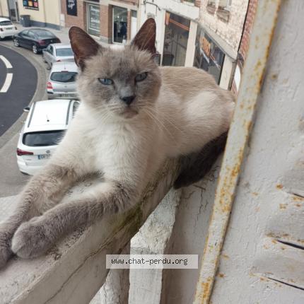 Photo 1/1 Aladin Chat lost in Saint quentin