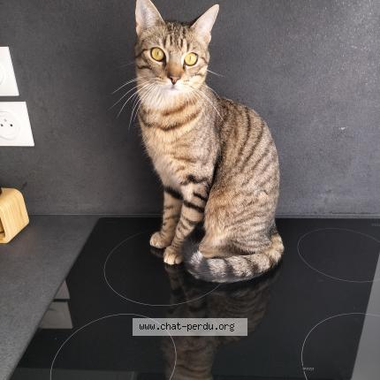 Photo 1/1 Vénus Chat lost in Neuf marche