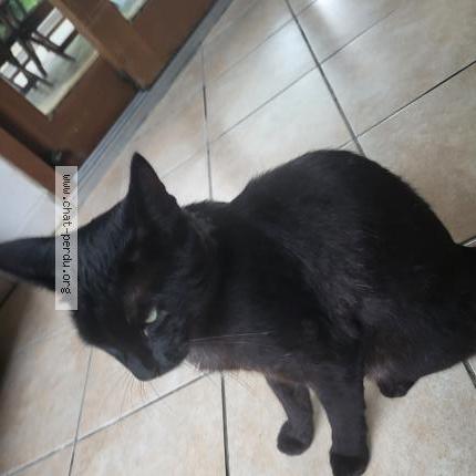 Photo 1/1 Harry Chat lost in St exupery les roches