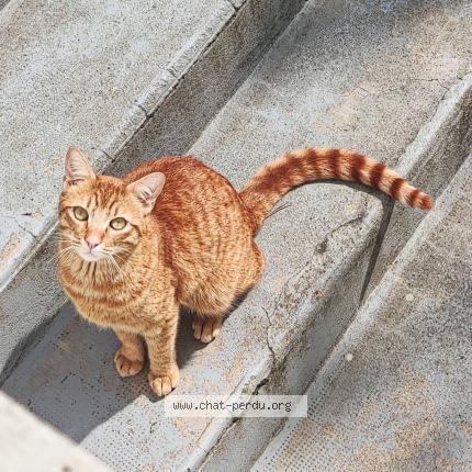 Photo 1/1 Marius Chat lost in Fronton