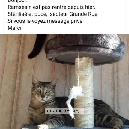 Photo 1/1 RAMSES Chat lost in Mornas