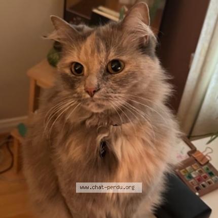 Photo 1/1 Ahola Chat lost in Montreal