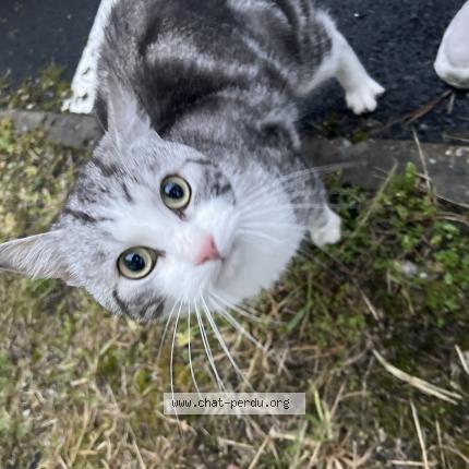 Photo 1/1 Found cat Found in Bordeaux