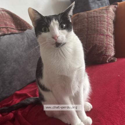 Photo 1/1 Poncik Chat lost in Barby