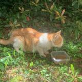 Picture of cat found at Chamalieres