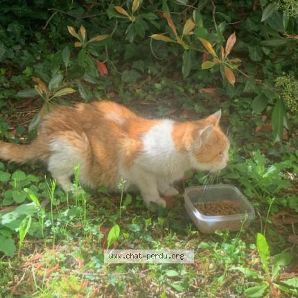 Photo 1/1 Found cat Found in Chamalieres