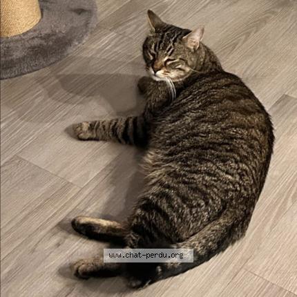 Photo 1/1 Simon Chat lost in Etampes