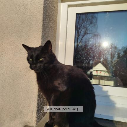 Photo 1/2 Golo Chat lost in La barre de semilly