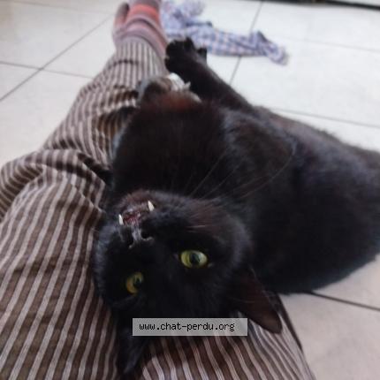 Photo 2/2 Golo Chat lost in La barre de semilly