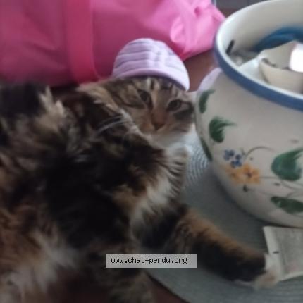 Photo 1/1 XEROX Chat lost in Angouleme