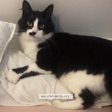 Photo 1/1 Roudoudou Chat lost in Sens