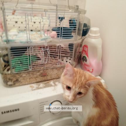 Photo 1/1 Madara Chat lost in Binic