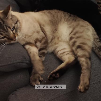 Photo 1/1 Simba Chat lost in Le mans