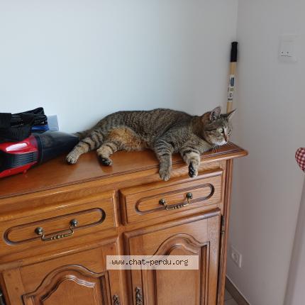 Photo 1/1 alexandre simon Chat lost in Mesvre