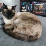 Picture of cat lost at La Roquebrussanne