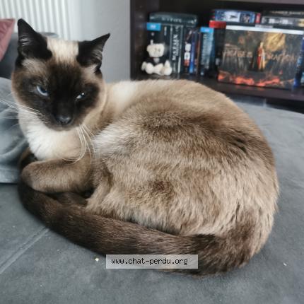 Photo 1/1 MALLOW Chat lost in La roquebrussanne