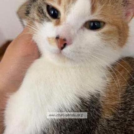Foto 1/1 Kat teruggevonden Vermist in Verviers