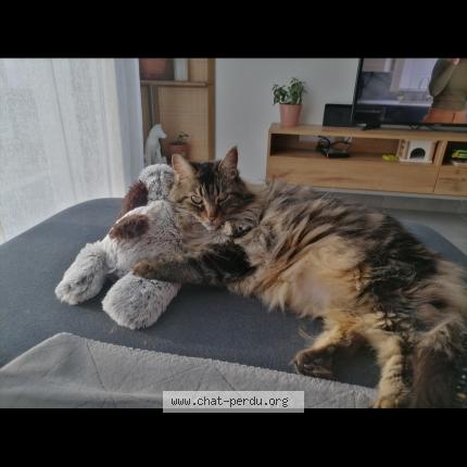 Photo 1/1 Plume Chat lost in Hebecourt