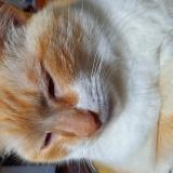 Picture of cat lost at Briec