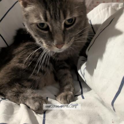 Photo 1/1 Found cat Found in Perigueux