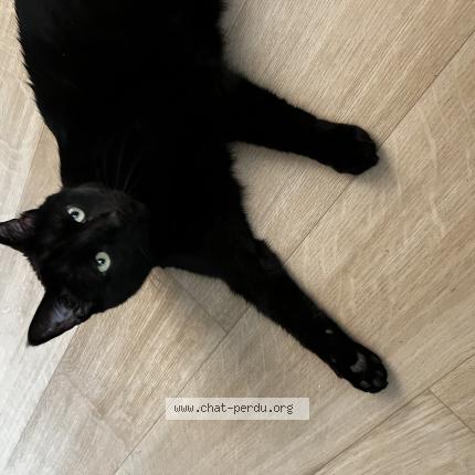 Foto van vermiste kat in Amay