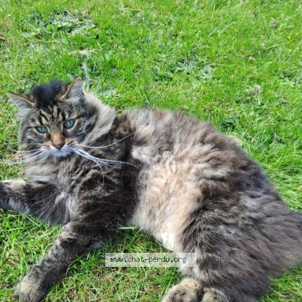 Photo 1/1 Lupin Chat lost in Villeneuve d ascq