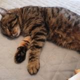 Picture of cat found at Nieul Les Saintes