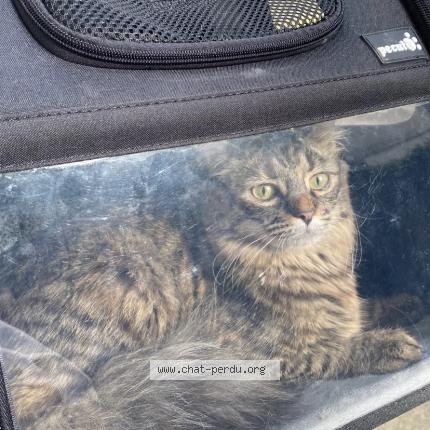 Photo 1/1 Found cat Found in Paris