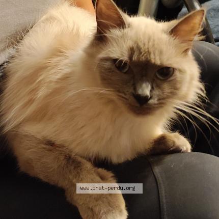 Photo 1/1 Poupie Chat lost in Evry courcouronnes