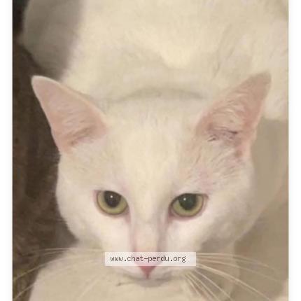 Photo 1/1 Scot Chat lost in Charleville mezieres