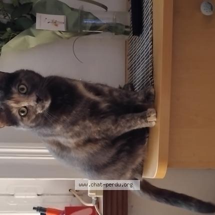 Photo 1/1 Salem Chat lost in Douai