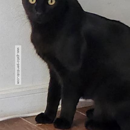 Photo 1/1 Llanin Chat lost in Machali