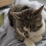 Picture of cat found at Baraqueville